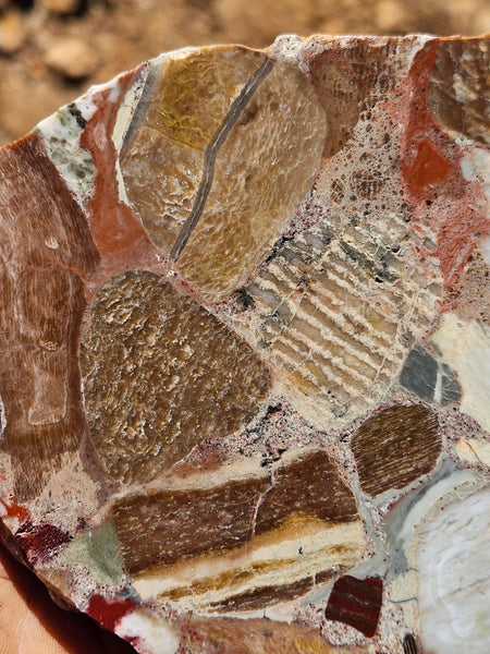 Polished Marillana Conglomerate slab MC123