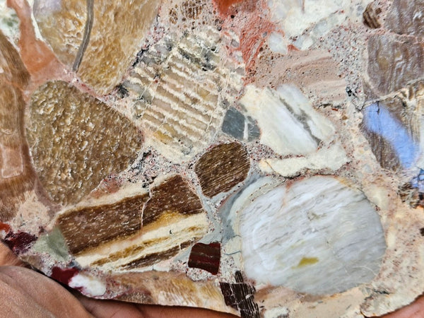 Polished Marillana Conglomerate slab MC123