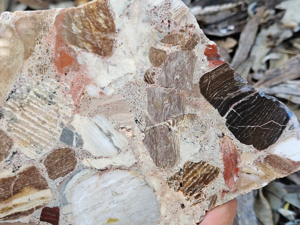Polished Marillana Conglomerate slab MC123