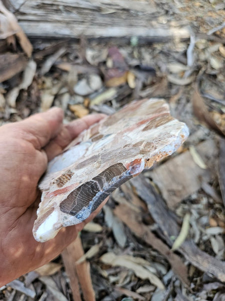 Polished Marillana Conglomerate slab MC123