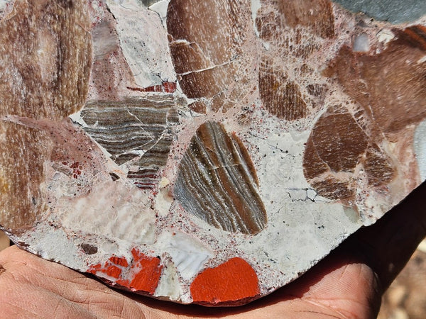 Polished Marillana Conglomerate slab MC122