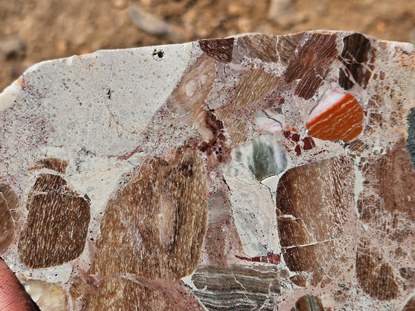 Polished Marillana Conglomerate slab MC122