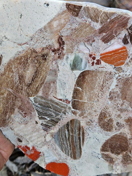 Polished Marillana Conglomerate slab MC122