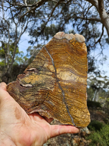 Polished fossil stromatolite slab. Strelley Pool Formation SPF139