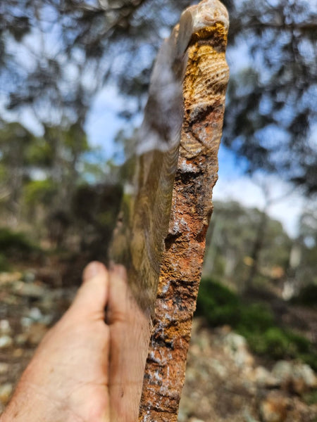 Polished fossil stromatolite slab. Strelley Pool Formation SPF139