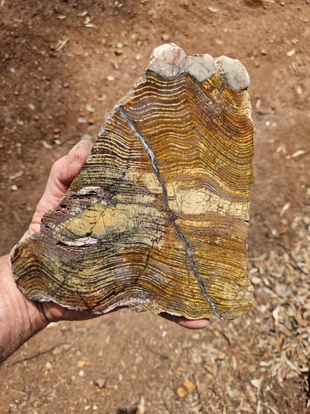 Polished fossil stromatolite slab. Strelley Pool Formation SPF139
