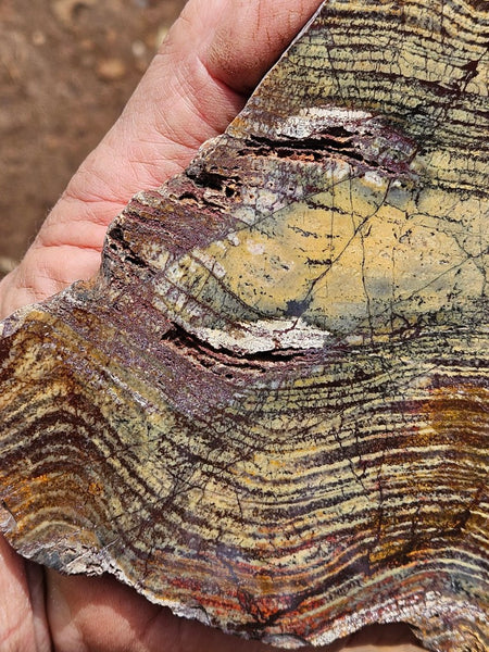 Polished fossil stromatolite slab. Strelley Pool Formation SPF139