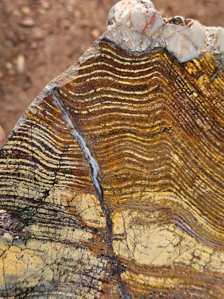 Polished fossil stromatolite slab. Strelley Pool Formation SPF139