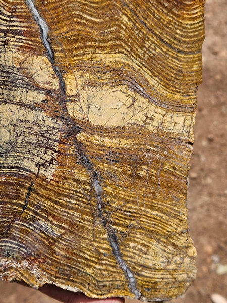 Polished fossil stromatolite slab. Strelley Pool Formation SPF139