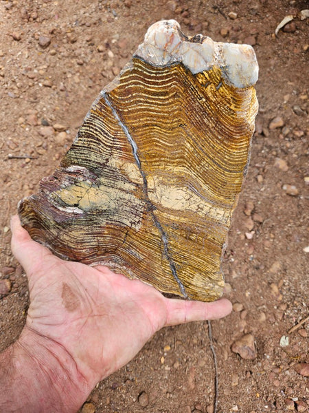Polished fossil stromatolite slab. Strelley Pool Formation SPF139