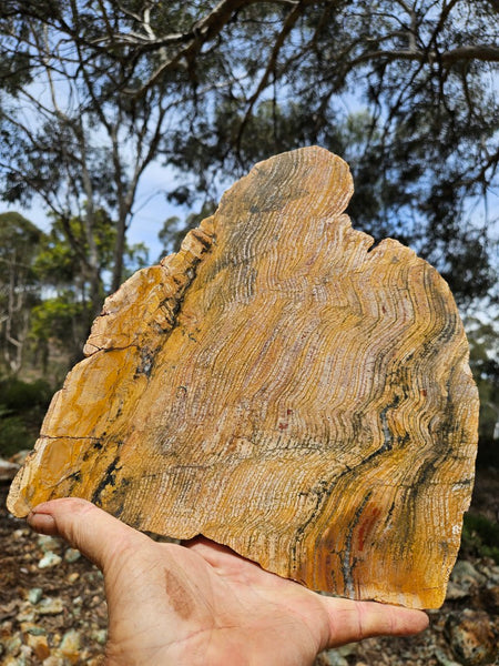 Polished fossil stromatolite slab. Strelley Pool Formation SPF140