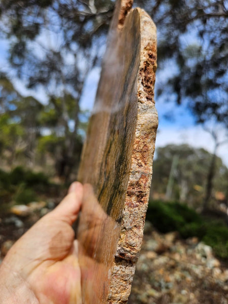 Polished fossil stromatolite slab. Strelley Pool Formation SPF140