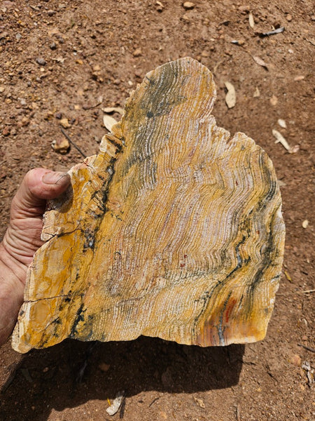 Polished fossil stromatolite slab. Strelley Pool Formation SPF140