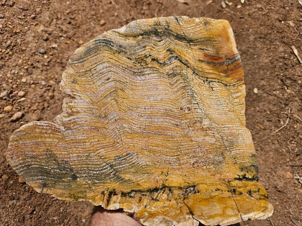 Polished fossil stromatolite slab. Strelley Pool Formation SPF140