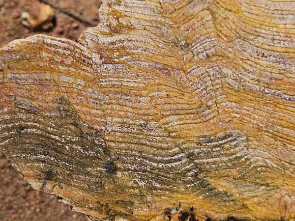 Polished fossil stromatolite slab. Strelley Pool Formation SPF140