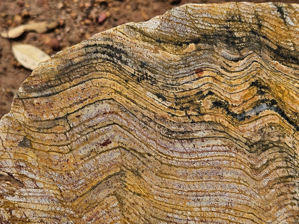Polished fossil stromatolite slab. Strelley Pool Formation SPF140