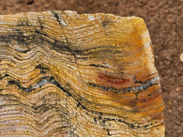 Polished fossil stromatolite slab. Strelley Pool Formation SPF140
