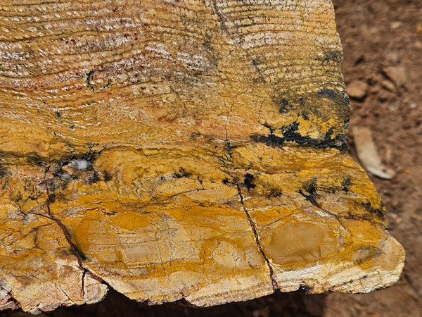 Polished fossil stromatolite slab. Strelley Pool Formation SPF140