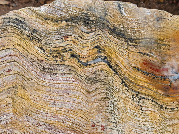 Polished fossil stromatolite slab. Strelley Pool Formation SPF140