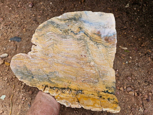 Polished fossil stromatolite slab. Strelley Pool Formation SPF140