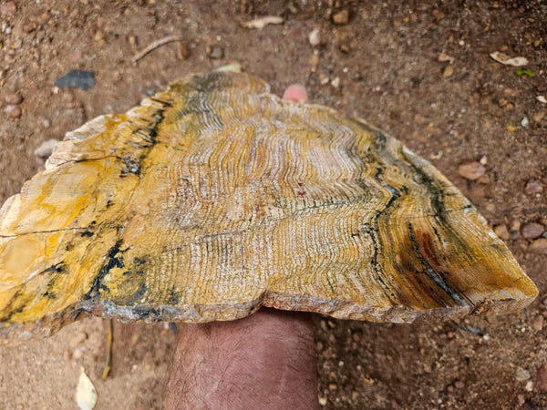 Polished fossil stromatolite slab. Strelley Pool Formation SPF140