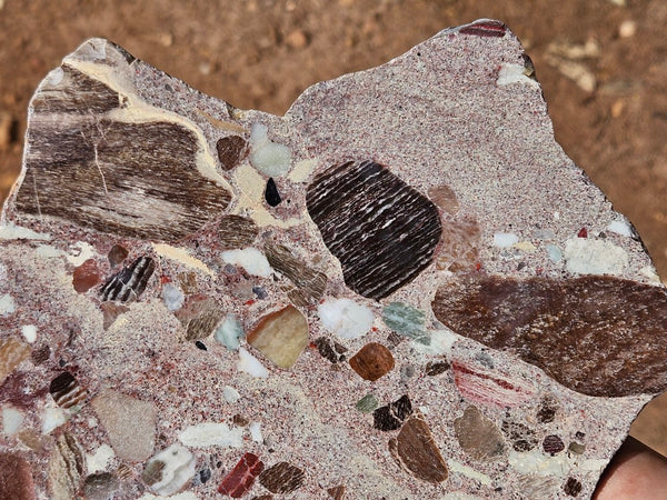 Polished Marillana Conglomerate slab MC124