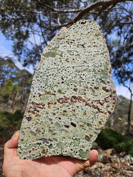 Polished Rainforest Jasper slab RFJ157