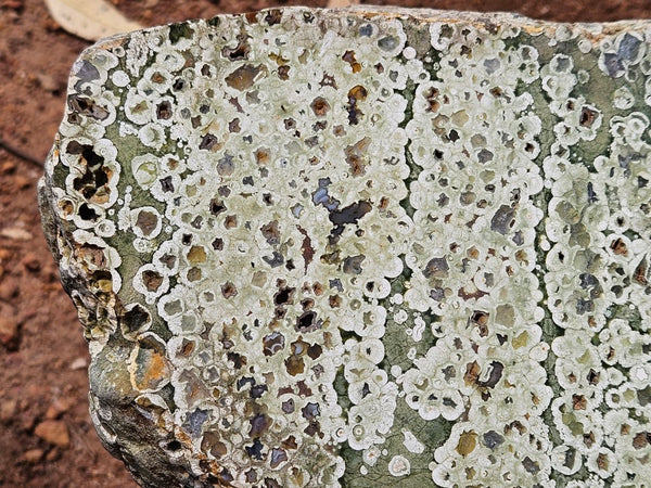 Polished Rainforest Jasper slab RFJ157