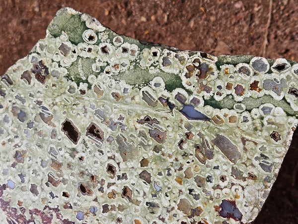 Polished Rainforest Jasper slab RFJ157