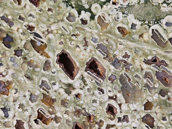 Polished Rainforest Jasper slab RFJ157