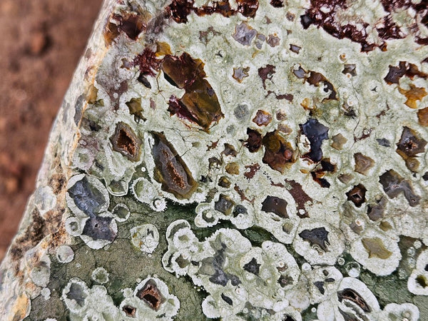 Polished Rainforest Jasper slab RFJ157