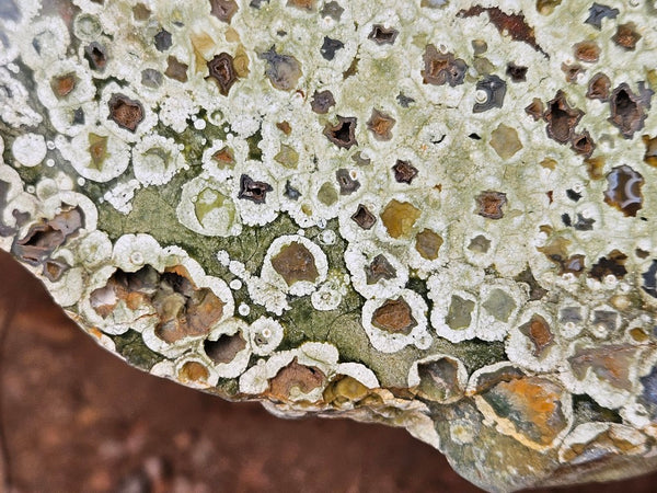 Polished Rainforest Jasper slab RFJ157