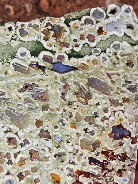 Polished Rainforest Jasper slab RFJ157