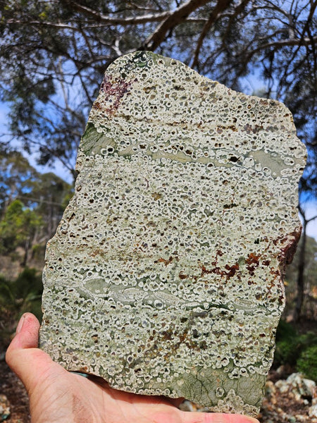 Polished Rainforest Jasper slab RFJ158