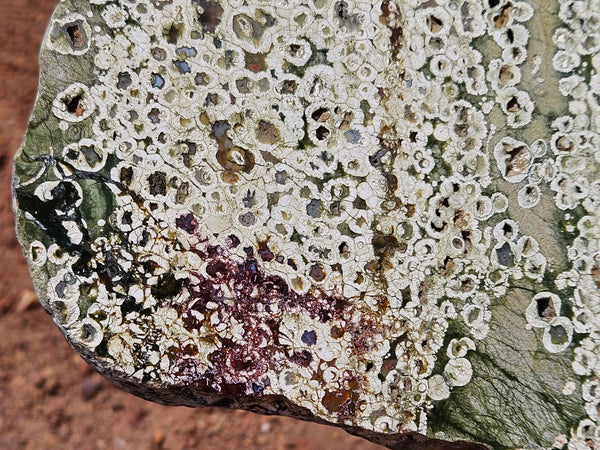 Polished Rainforest Jasper slab RFJ158