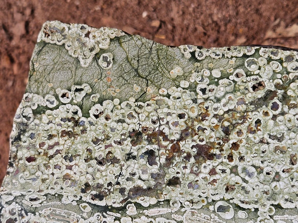 Polished Rainforest Jasper slab RFJ158
