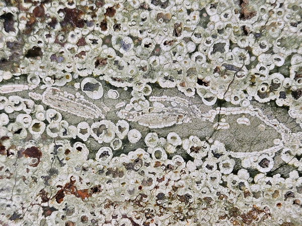 Polished Rainforest Jasper slab RFJ158