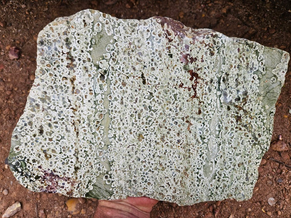 Polished Rainforest Jasper slab RFJ158