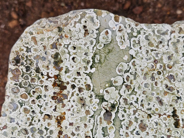 Polished Rainforest Jasper slab RFJ158