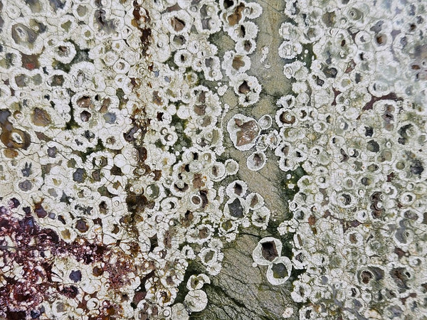 Polished Rainforest Jasper slab RFJ158