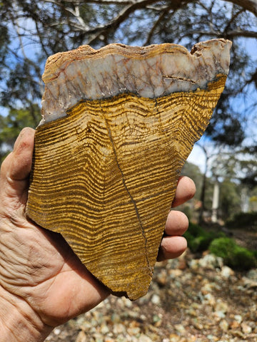 Polished fossil stromatolite slab. Strelley Pool Formation SPF141