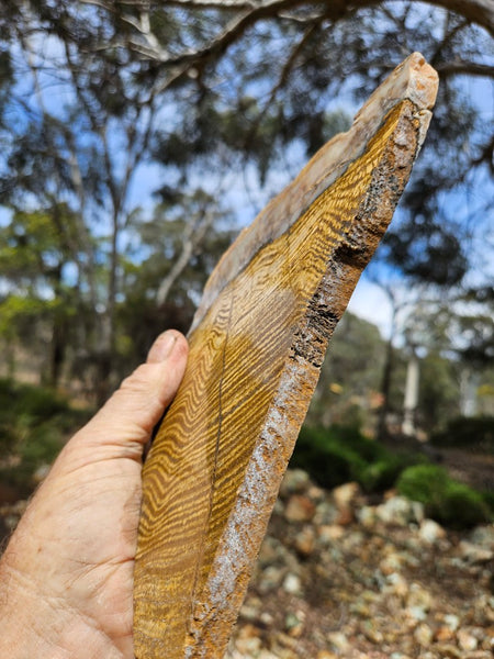 Polished fossil stromatolite slab. Strelley Pool Formation SPF141