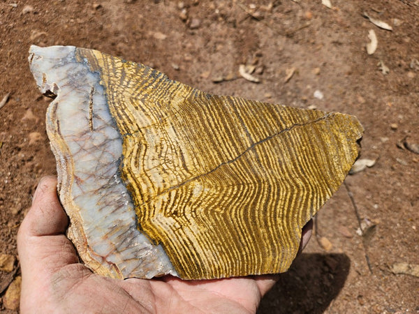 Polished fossil stromatolite slab. Strelley Pool Formation SPF141