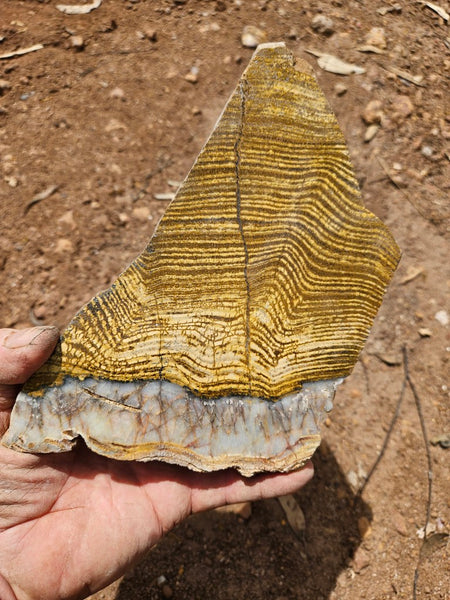 Polished fossil stromatolite slab. Strelley Pool Formation SPF141