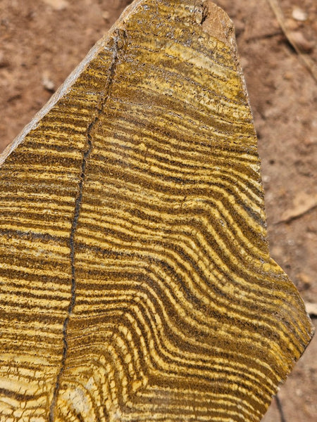 Polished fossil stromatolite slab. Strelley Pool Formation SPF141