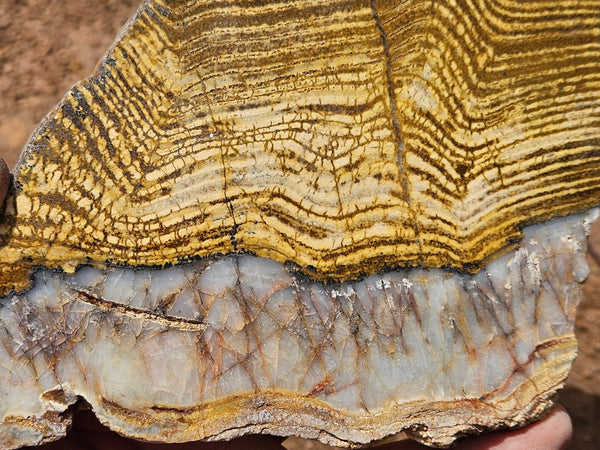Polished fossil stromatolite slab. Strelley Pool Formation SPF141