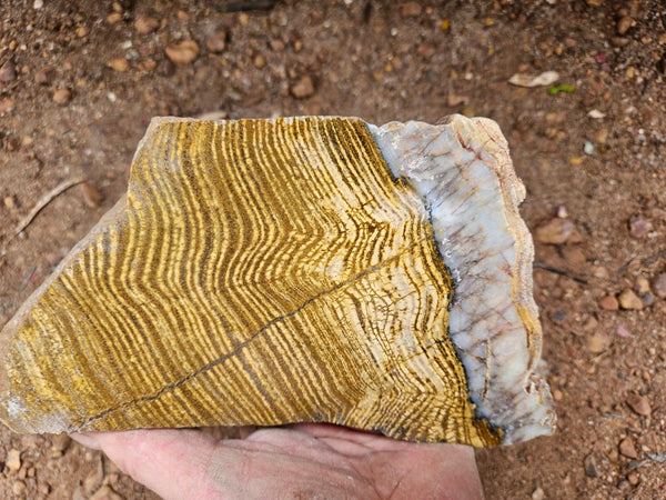 Polished fossil stromatolite slab. Strelley Pool Formation SPF141