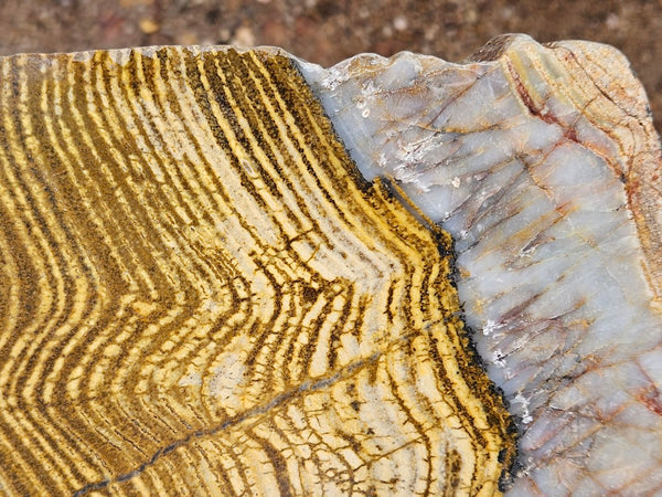 Polished fossil stromatolite slab. Strelley Pool Formation SPF141