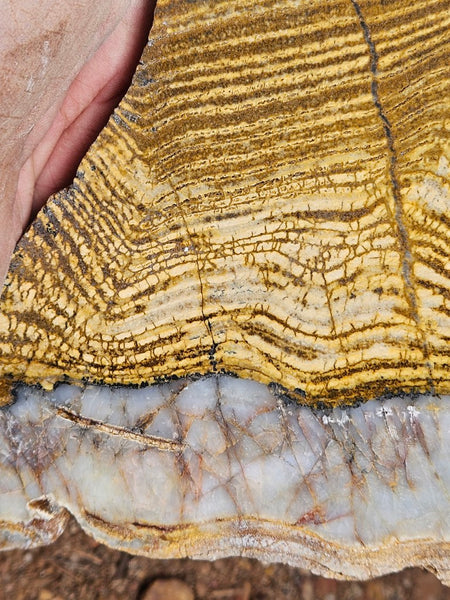 Polished fossil stromatolite slab. Strelley Pool Formation SPF141