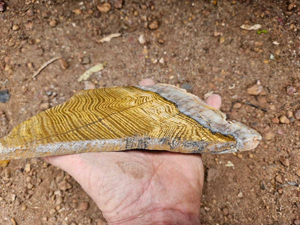 Polished fossil stromatolite slab. Strelley Pool Formation SPF141